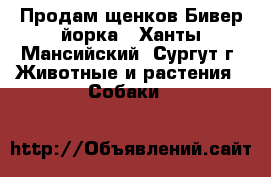 Продам щенков Бивер йорка - Ханты-Мансийский, Сургут г. Животные и растения » Собаки   